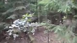上山遛狗遇到猪王，大家看看有几百斤