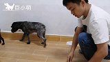 给柴犬、边牧等6只狗做清洁：小泰迪最不乖，被强按在地