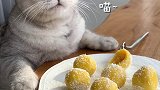 猫王：汤圆的终极吃法 会做饭的猫  萌宠出道计划