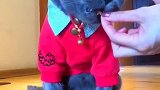 猫：最好别惹我，我咬人可凶了！