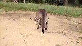 袋鼠帮小猫咪挠痒痒，猫咪还不乐意