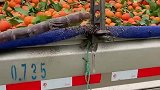 甘蔗都被它干秃噜皮了,后面的橘子更是瑟瑟发抖