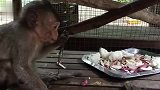 猴子洛瑞的胃口很好，只是病痛把它折磨的很憔悴
