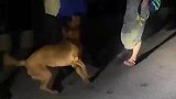 狗子不拴绳多次下河撵天鹅，结果惹怒了志愿者