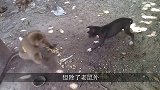 猴子屡次进村捣乱，村民已经忍无可忍，惩罚方式太逗了！
