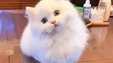 布偶猫我这盛世美颜倾城之姿，注定要成为网红