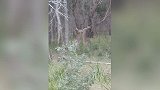 澳大利亚：两雄性袋鼠为爱搏斗，激烈互踢