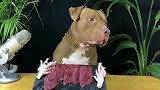 比特犬吃肉就像吃面条，秃噜一下，就进肚了！