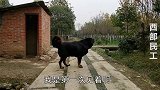 农村大妈喜欢猛犬，养两条来自青藏高原的藏獒看护树林，贪睡肥胖