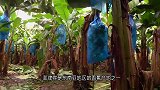 菲律宾果农大刀采摘香蕉，索道运往工厂清洗出口！