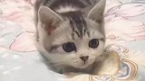 有些小猫咪屁股扭着扭着就长大了