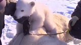 北极熊妈妈病倒在地，小熊不离不弃的守护着