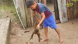 亚马逊猫人部落，提取树蛙毒液，利用树枝捕鱼