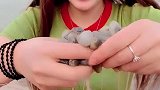 拉丝泥螺会喷水