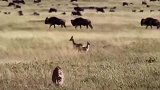 动物世界：豹子捕猎羚羊，被狮子救下抚养，这是什么操作