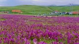 高原上的蜜罐花盛开了，漫山遍野