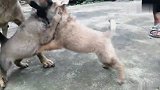 中华田园犬一个多月的小奶狗打架真凶，谁也不服谁就是要干