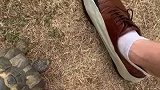 被黑鞋和棕鞋踩过的乌龟，从此以后，看到这俩颜色绝不放过