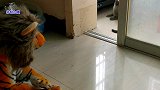 主人给玩具戴上狮子头套，胖公猫立刻变怂，小心谨慎的样子太逗了