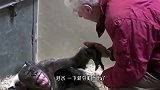 大野猪失足坠河，被男子救起后，野猪的举动，让人感动！