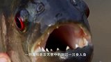 将一只鸡放在河里，不一会儿引来一群食人鱼，结果吓人