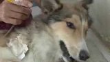 宠物狗因病“失宠” 遗弃街头被人救助-8月3日