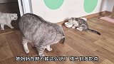大猫坐着等自己的孩子们先吃，小猫咪也不客气吃了
