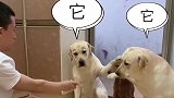 拉布拉多老四太过分了，让小迷糊给它背黑锅，小迷糊也太倒霉了