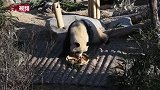 高原大熊猫乐享“饺子宴”迎“冬至”