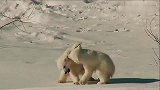 两只小北极熊宝宝玩着玩着就掐起来了，妈妈就在一旁晒太阳也不管