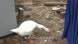 弟弟脖子扭伤眼中，鹅哥哥守护在侧，禁止任何人靠近