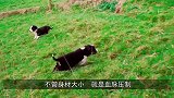 “血脉压制”，边牧才两个月大的时候，气势汹汹追逐羊群！