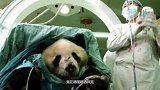 中国当成宝贝的大熊猫，竟在德国喝酒猝死？网友：不要再外借了