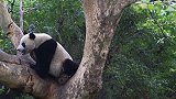 唯一一只被国外含泪退货的熊猫，原因十分搞笑，不愧是国宝