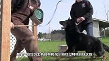 军犬退役后，国家是如何处理它们的，中国的做法值得点赞