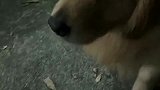 这一下子就能看出来家庭地位谁最高