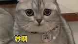当狸花猫看见小母猫，这笑容是真的吗