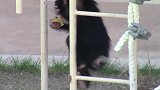 172双胞胎黑猩猩，双胞胎婴儿