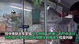 官方通报大熊猫“林惠”死因：系动脉硬化导致多器官功能衰竭