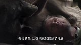 男子和狼群生活2年，模仿狼的习性，最终获得“狼王”般的待遇！