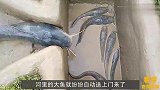 小哥发现稻田里有动静，扒开稻草一看，捕获大量“金鱼”！
