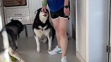 这狗开不起玩笑，又跟我翻脸了