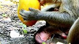 大猴子非常饿，在分娩猴宝宝后