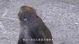 猴子把小娃娃当自己孩子，寸步不离还抱着小孩，场面搞笑有趣