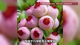粉色蓝莓一颗难求，店主：现货极少，都在找货源