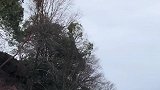 小薇小姐姐带您欣赏家乡云海油菜花风景