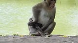 猴子也有熊孩子，看母亲如何整治它，长见识了