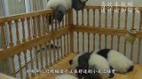 小熊猫越狱被奶妈发现，接下来熊猫妈妈的举动，让人忍不住大笑