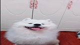 被萨摩耶圈粉了，看它微笑的表情好可爱，可以温暖你的一天