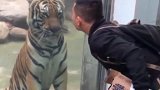 男子隔玻璃亲了老虎一下，老虎一巴掌就呼了上去，镜头拍下全过程